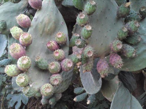 Fichi d&#039;india - prickly pears from Sicily