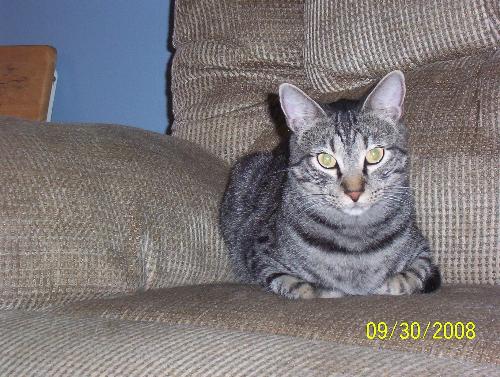 Music.... Lost In Thought - This is my Music. I caught him on the love seat staring into space like he's lost in thought.