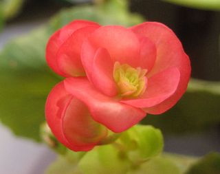 Begonia - This begonia has rich green leaves a bit rounder than the Angel Wings but still point at the tip. Not sure which of the 1500-odd types it is ;-)