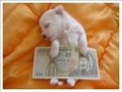 money - What a cuter picture about saving money or making money