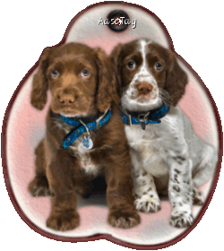 2 Puppies - Mans Best Friend