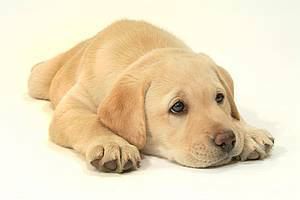 Cute Dog - Mans Best Friend