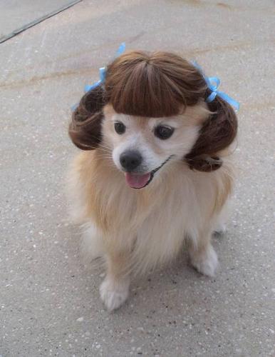Cute Dog - Mans Best Friend