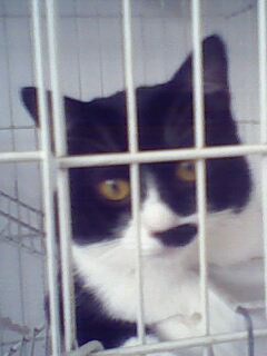 my cute kitty cat - This is one of my precious cat. Isn't he cute