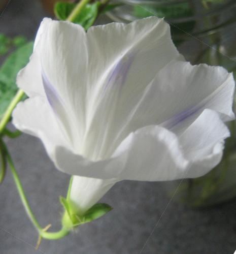 Morning Glory - I'm growing the white ones indoors because morning glories cross pollinate and my close neighbor has well-established gorgeous blue ones that I don't want to contaminate.