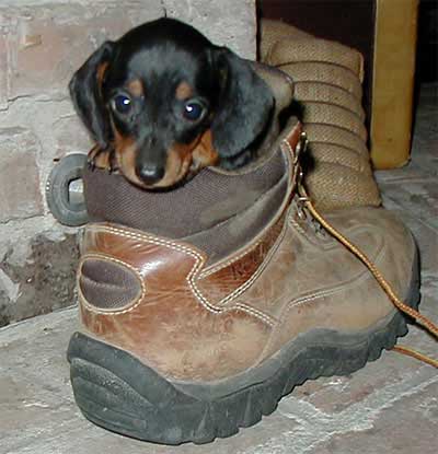 puppy - not my puppy but looks just like him only my puppy has long fur and is just a lil bit bigger