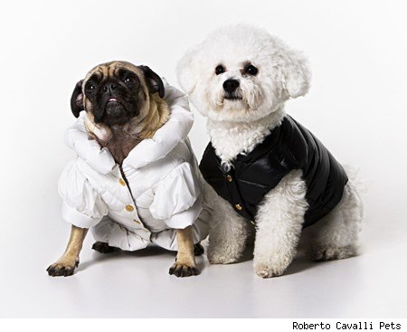 Funny Dog - I am mr guk guk, How are you. Am I pretty?