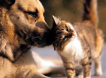 I love You Cat - Hello my lover Cat, I love you so much