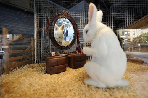 pretty rabbit - I am pretty rabbit