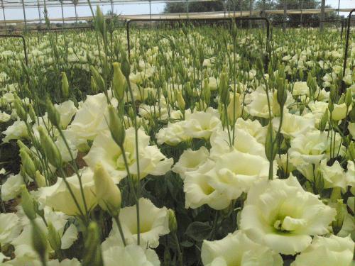 Lusianthus - 2500 SqMeters of lusianthus greenhouse