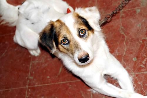 he is my dog - we called him macky!!! but unfortunately he is not with us now. miss you boy!