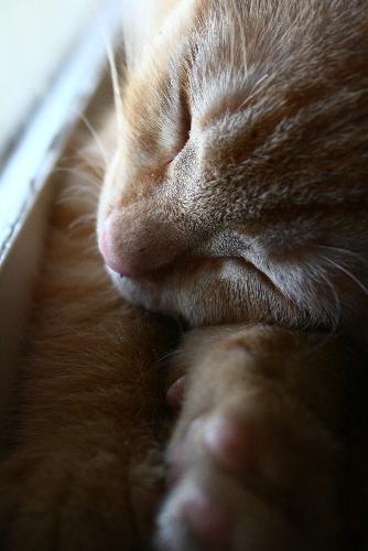 Butters the Cat - My old roommate's kitten Butters.