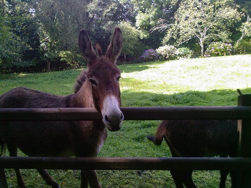 Donkey - As Innocent as they appear?