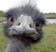 Emus are curious and inquisitive. - Emus are very curious but also dangerous. They have a big foot with 3 toes and the centre toe is lethal. They will also peck at a victim.