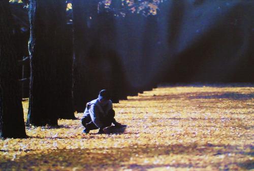 Autumn in Nami Island - This is a picture of Autumn in  Nami Island, South Korea ~ the place where the most popular  Korean love drama 'Winter Sonata' was shot.