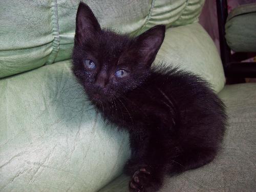 rescued kitty - Rescued this kitten from the bushes.