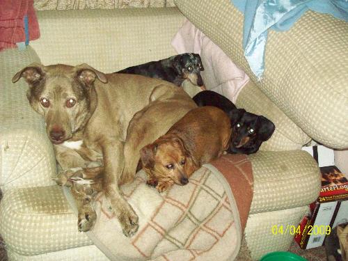 Abby and the mini Dachshunds - Of course Abby is the big one...she loves to sleep with the little guys, it makes her feel like a giant. Abby and the mini Dachshunds - Of course Abby is the big one...she loves to sleep with the little guys, it makes her feel like a giant.
