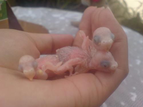 abandoned newly hatched lovebirds - This are abandoned newly hatched lovebirds..the smallest just died today. I have left with two..i can only give my best to save the life of this babies