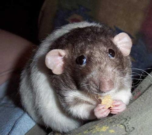Holy Hamster, Batman! - Every single time I see this pic, these words run through my mind: 'Dear Lord, please bless the cereal flake of this, Thy humble hamster.' I mean, isn't this obviously critter blessing its meal? LOL! Anyway, yet another photo whose maker I would love to talk to! Can you identify the photographer? Maggiepie