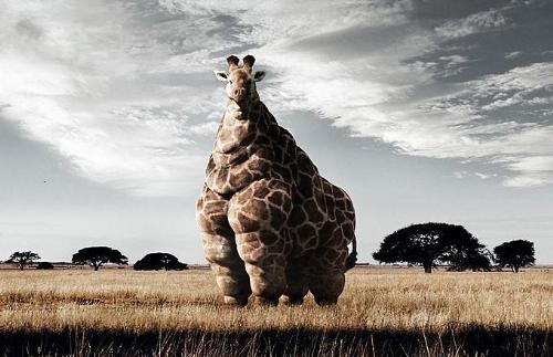 Obese Giraffe - One of my all-time favorite pics! I just MUST know who did this! Please tell me, if you know! Maggiepie