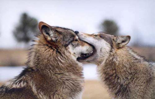And I said SHUT UP!!! - Actually, this looks more like play than an argument, to me. It's just funny, that's all. Another 'Whotookit?' pic! Maggiepie