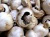 mushrooms - mushroom