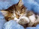 a sleeping cat - this lovely cat is sound sleeping. do you think it can have dreams just like human beings?