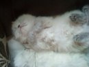 baby skye - my tiny baby skye a blue-point persian girl