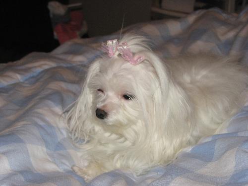 My Pride And Joy - My Maltese Puppy means the world to me