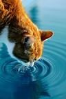 The Benefits of Water - Picture of a cat Drinking water representing the benefits of water