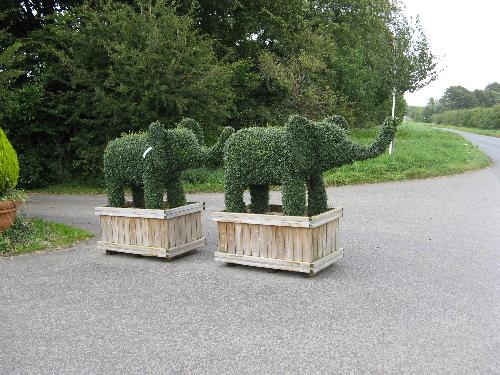 Privet Elephant - Wild elephants in England