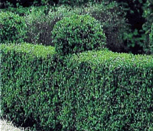 dalek hiding in the privet - Well...it's a Dalek hiding in the privet - what can you say? sneaky little so and so's...