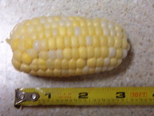Mini cob of corn - Smallest of them yet although I had one that was an inch longer a week ago. lol