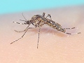 Aedes mosquitoes - Only female mosquitoes bites.