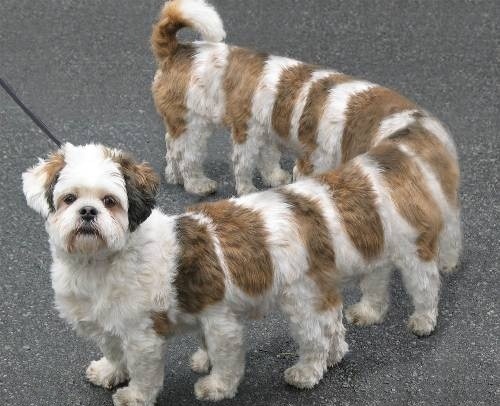 puppy - long puppu