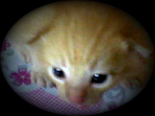 kitten - my kitten
