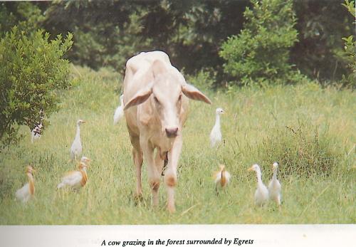 Cow - Cow can be considered as mother for gives milk for all of us. We must be very grateful to them.