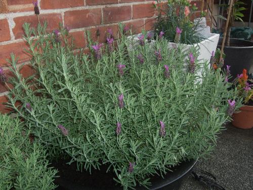 Lavender - My huge tub of lavender in the garden