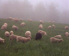 black sheep - Black sheep, not like the others.