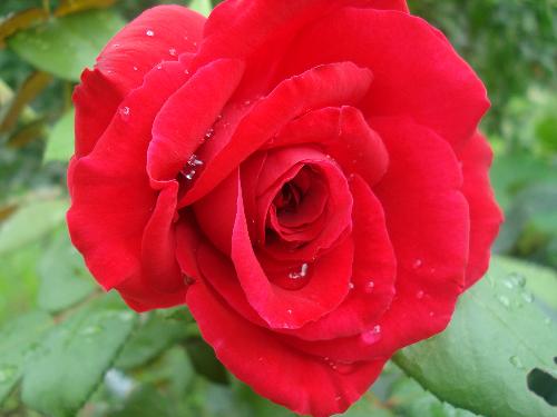 dew on rose - Just watch this pic and tell me how many drops of dew are there in this beautiful rose. Each drop seems to be like a wish that will come true after that would be counted. Sometimes fantasies make the life more beautiful than the real situations! dew on rose - Just watch this pic and tell me how many drops of dew are there in this beautiful rose. Each drop seems to be like a wish that will come true after that would be counted. Sometimes fantasies make the life more beautiful than the real situations!