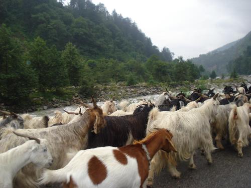 Where are they going? - See the flock of goats walking and guess where are these going? shoppping, vacation or what?come up with your views with hints in the image.........