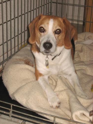 A true dog now - He is licensed and a "real" dog as far as the city is concerned now. A true dog now - He is licensed and a "real" dog as far as the city is concerned now.