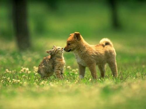 dog and cat - Hey,little cat.