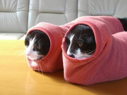 two cats - Two cats hide in shoes.Heheh~