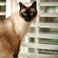 krazy ann - this is a pic of what my did look like. She passed 8-12-98.