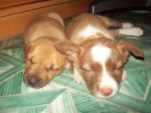 dogs need their sleep too - my cousins' pet dogs sleeping side by side.