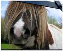 Bad Hair Day - Having a Bad Hair Day !