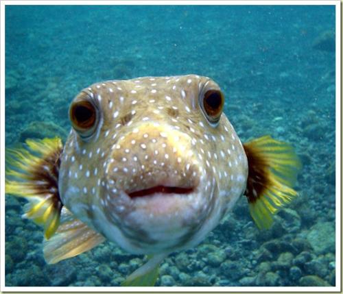 chubby fish - I am chubby fish. How are you friend. Are you chubby too?