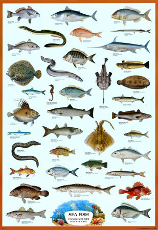 kind of fishes - That is kind of fishes. You can search your fishes in here. Do you have one of this fishes.