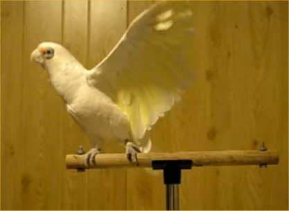 love bird - Do you have love bird. That is beautiful bird. I have one